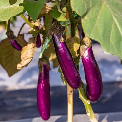 Pusa Purple Long