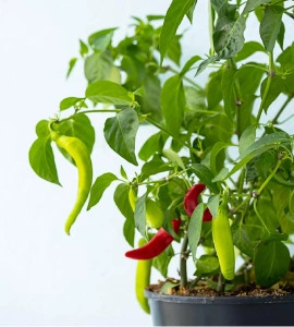 Chilli Hybrid Seeds