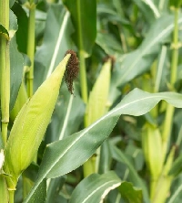 Hybrid Maize Seeds