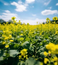Hybrid Mustard Seeds