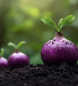 Onion Hybrid Seeds