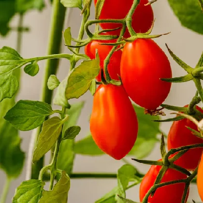 Hybrid Tomato